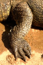 Crocodile foot