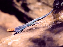 Lizard in Kenya