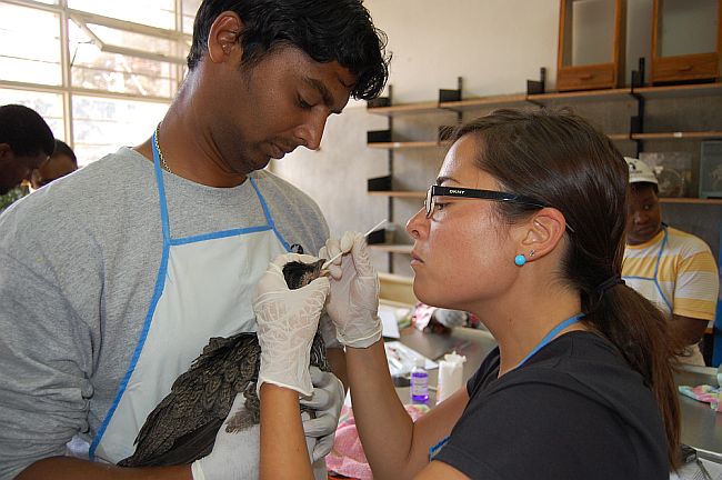 avian testing