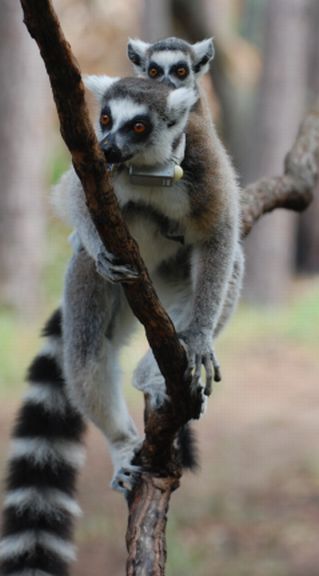 lemurs in tree