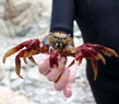 spider rock crab