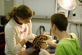 turtle