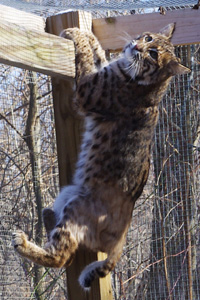 bobcat in enclosure