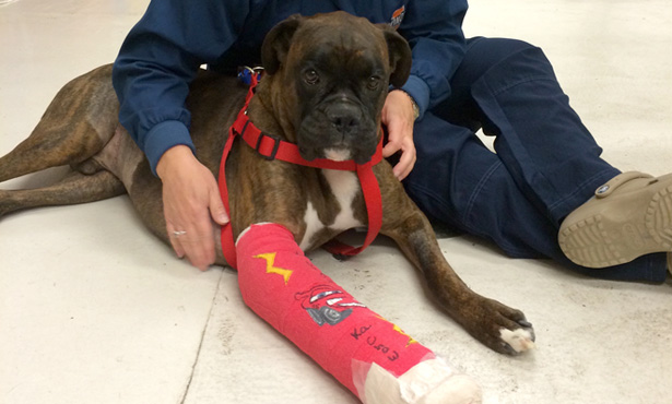 vet wrap
