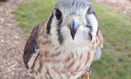 Kestrel