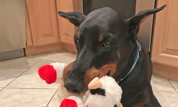 [Ares the Doberman Pinscher}
