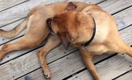[dog sucking its flank]