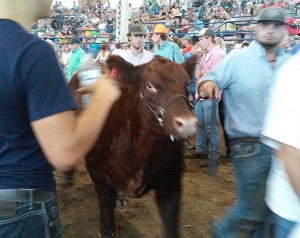 Cow at Illinois State Fair