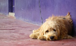 Canine Influenza