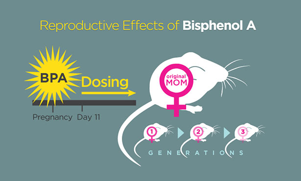 BPA Mice Fertility