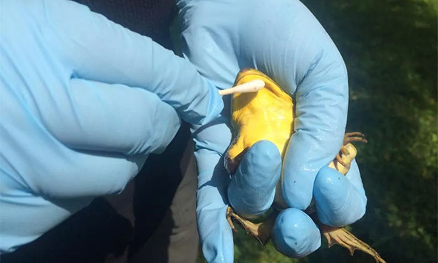 blue-gloved hands hold a frog and wipe its yellow belly with a swab to diagnose diseases in ampibians
