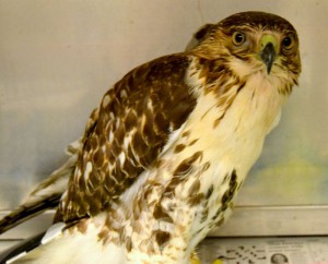 red-tailed hawk