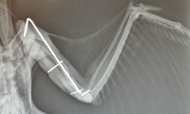 Hawk's Humerus