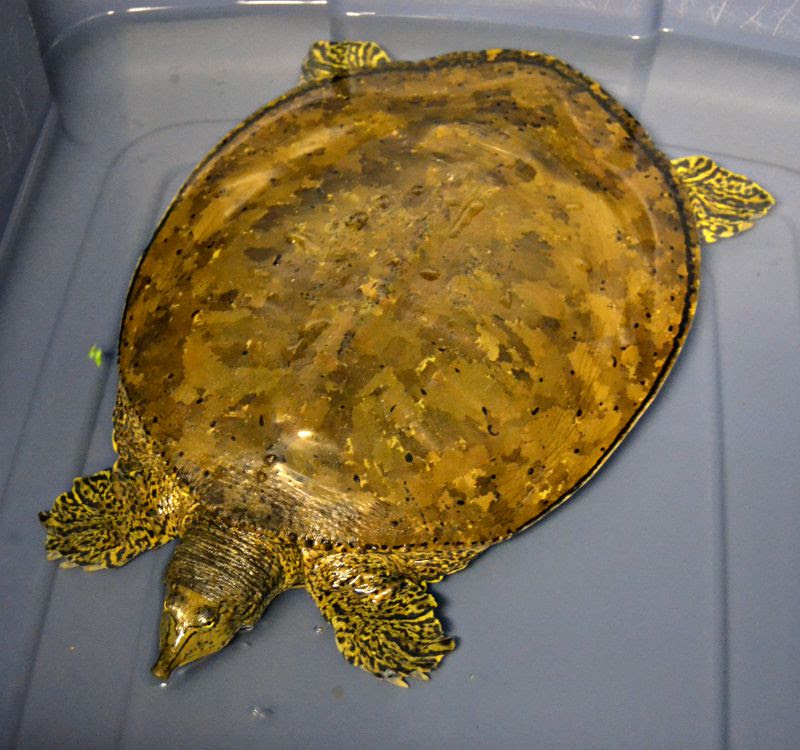 softshell turtle
