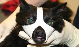tape muzzle