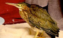green heron