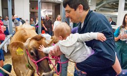 [Vet Med Open House cow milking]