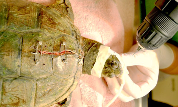 Turtle Fractures