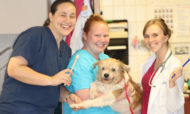 milo at dentistry service