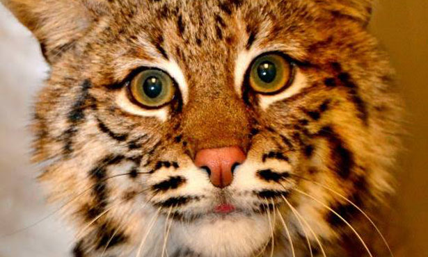 bobcat