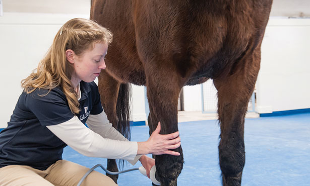Dr. McCoy with horse