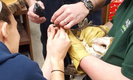 owl exam