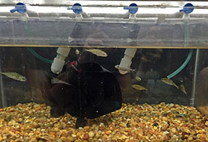 fish