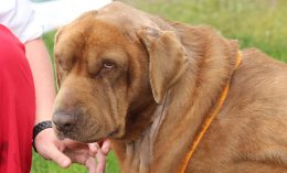 [Bear, a dog with hypothyroidism]