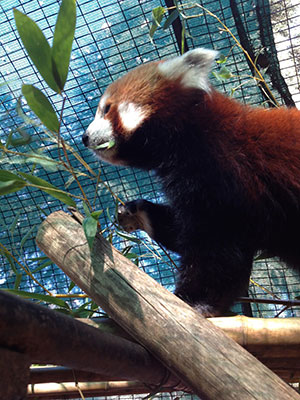 red panda