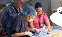 [Spay neuter clinic University of Illinois]