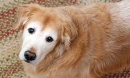 [pet's pain can be subtle]