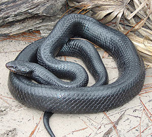 eastern indigo snake