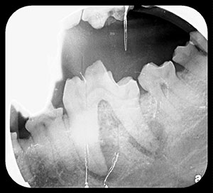 senior pets tooth infection