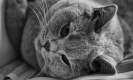 cat