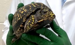 turtle