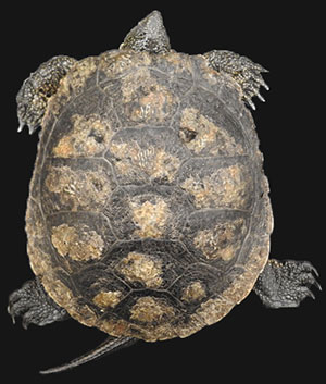 turtle fungus