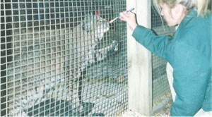 bobcat