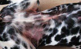 atopic dermatitis