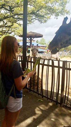 giraffe