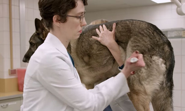 give working dog naloxone