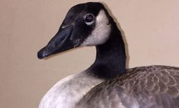 Canada goose