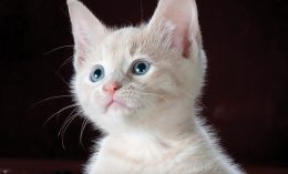 pediatric cat