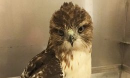 red-tailed hawk