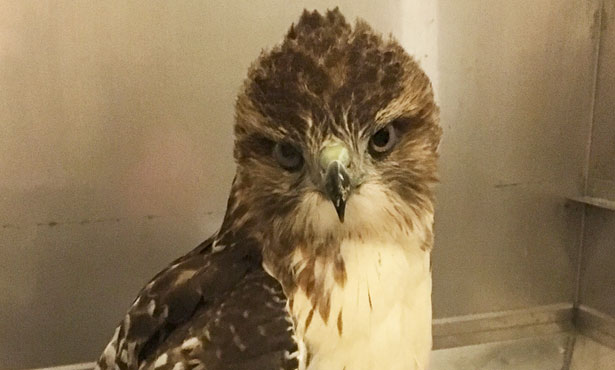 red-tailed hawk