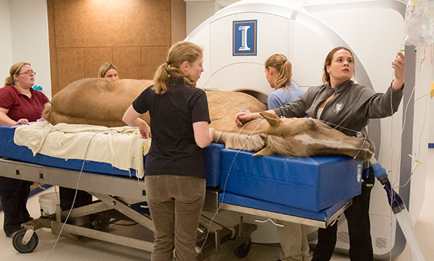 horse in 3T MRI