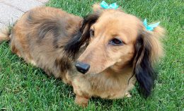 [Pretzel, a brain cancer patient treated with PAC-1)