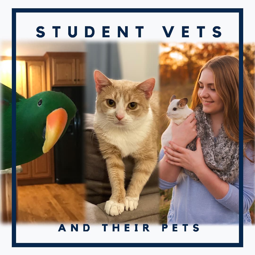 Brianna Huff-Vets and Pets