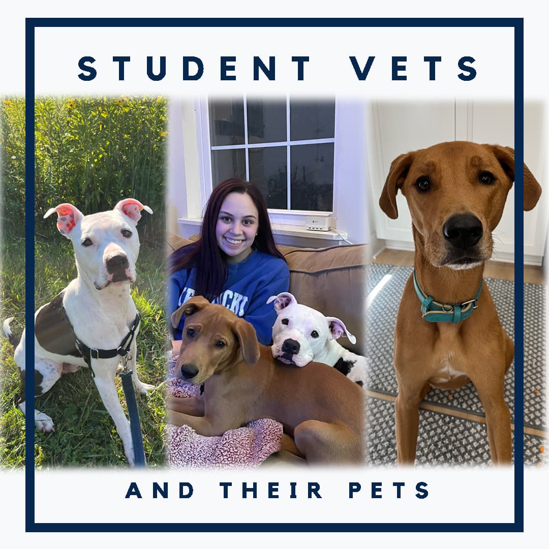 Gianna Alesia - Vets and Pets