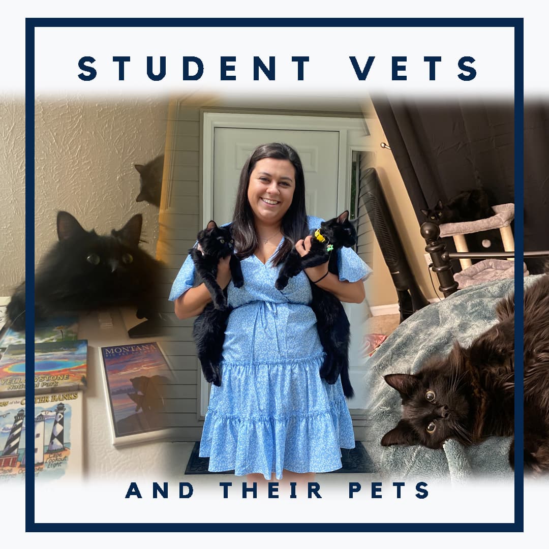 Hannah Streams -Vets and Pets