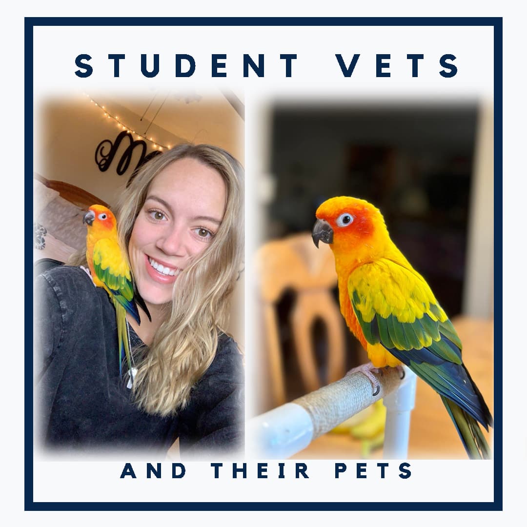 Morgan Murray - Vets and Pets